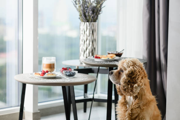 istock American Cocker Spaniel on the background of a table with a delicious breakfast. 1413479078
