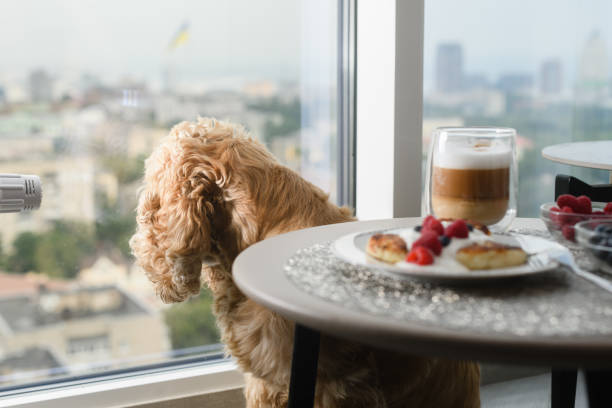 istock American Cocker Spaniel on the background of a table with a delicious breakfast. 1413479129
