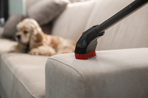Sofa cleaning with vacuum cleaner. Home cleaning background. The dog lies on the sofa in the background.