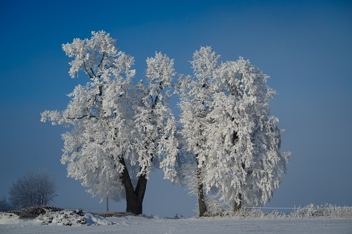 winter landscape with snow, trees and blue sky