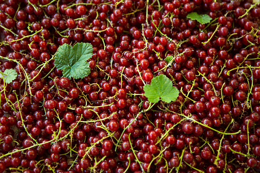 Berries of red currant in the top view. Background with red currants. Close-up of red berries.