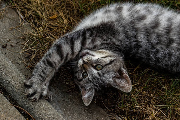 A small gray striped kitten playfully stands on its hind legs with a curious expression against a plain background, showcasing its lively and endearing behavior.