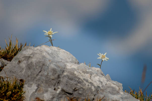 succulents growing on the rocks of a mountain slope