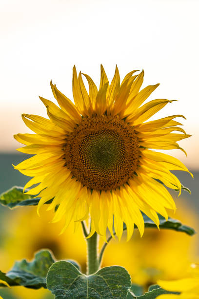 istock A sunflower head, with a shallow depth of field 1413482199