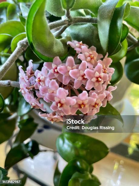 Hoya Carnosa Compacta Wax Plant Stock Photo - Download Image Now - Plant, Agriculture, Beauty