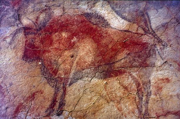 auerochsenbild an einer felswand in der altamira-höhle - felszeichnung oder höhlenmalerei stock-fotos und bilder