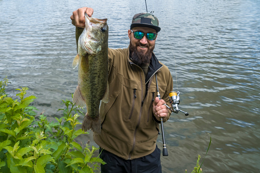 Bass fishing. Large bass fish in hands of pleased bearded fisherman with tackle. Largemouth perch at pond