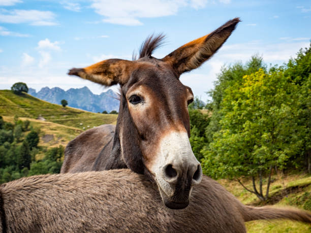 istock Donkey head close-up in the countryside 1413485088