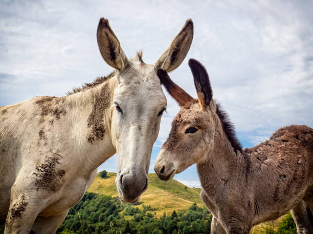 istock Donkey head close-up in the countryside 1413485091