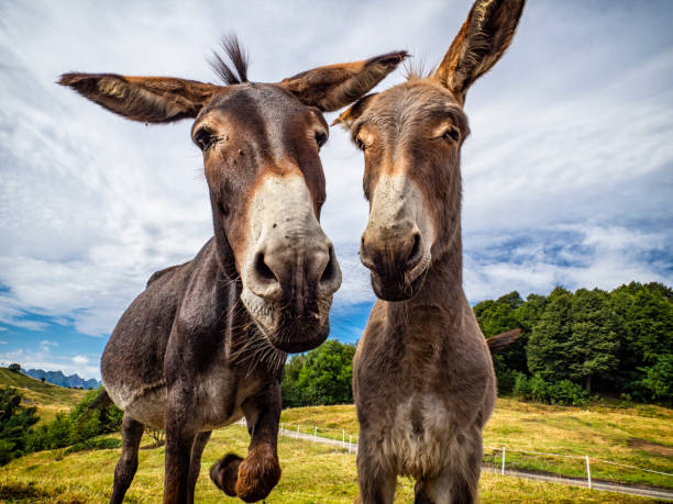 istock Donkey head close-up in the countryside 1413485094