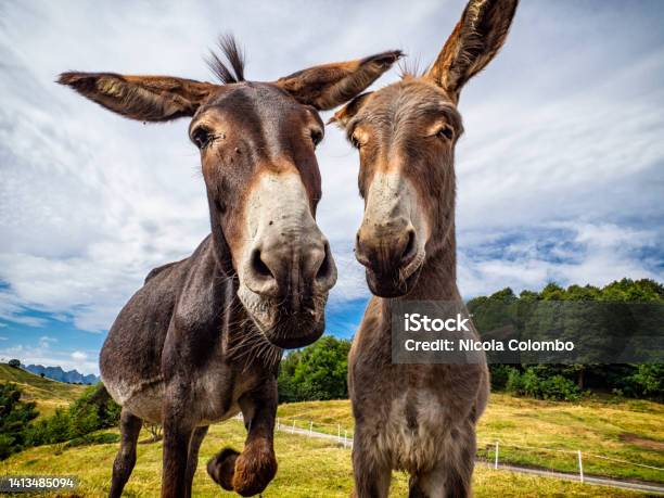 Donkey Head Closeup In The Countryside Stock Photo - Download Image Now - Donkey, Gray Color, Mule