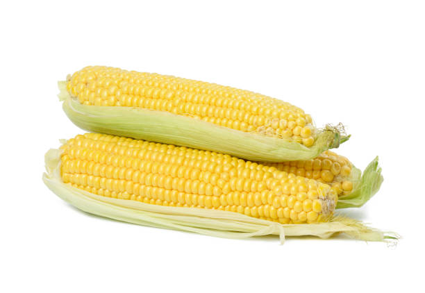 istock Stack of corn cobs with yellow grains isolated on white background 1413485258