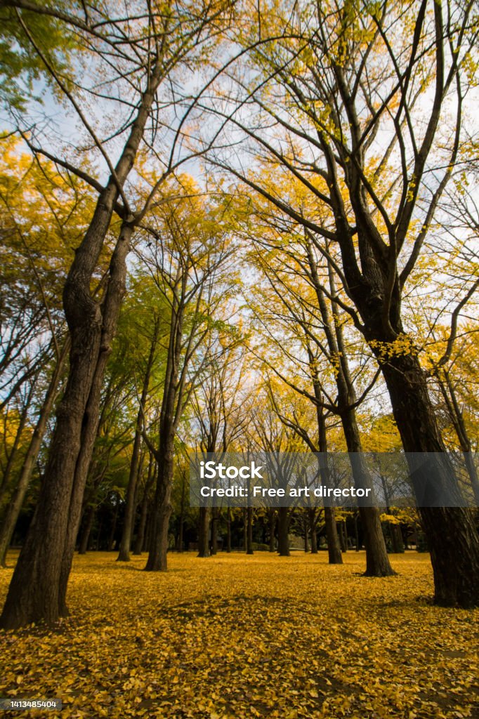 Autumn Yoyogi Park covered with yellow fallen leaves lined with ginkgo groves autumn leaves and scenery Yoyogi Park Stock Photo