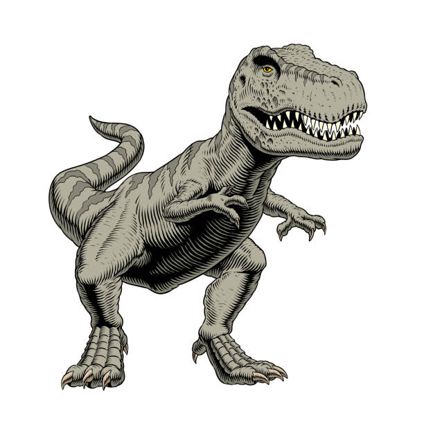 illustrazioni stock, clip art, cartoni animati e icone di tendenza di tyrannosaurus rex o t rex dino in piedi isolato su sfondo bianco. illustrazione vettoriale. - paleontologo