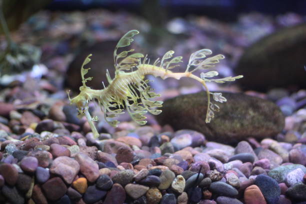 istock August 2, 2022 Dallas Aquarium Leafy Seahorse 1413486173