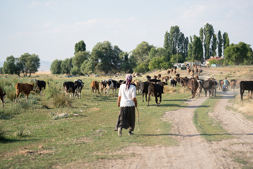 african old man with his cows in the kraal, village in south africa