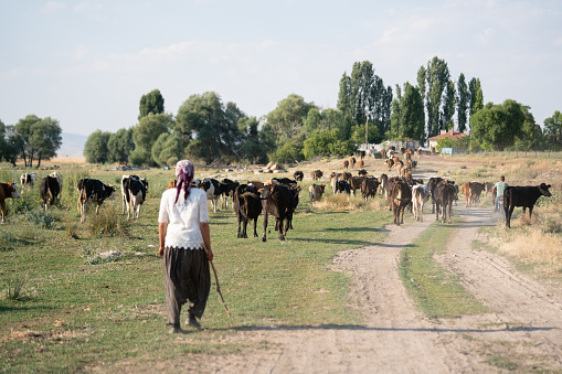 Beyşehir,Konya -Turkey :July 31,2022 Woman herding Holstein cows along Anatolia village road.