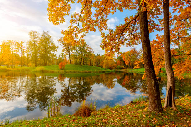 parque alexander en otoño, pushkin (tsárskoie seló), san petersburgo, rusia - catherine park fotografías e imágenes de stock