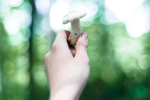 Young boy holding mushrooms in the forest. Small mushroom in palm.
