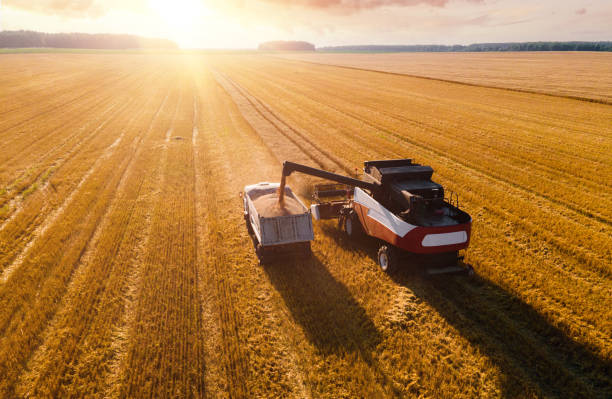 istock Harvesting wheat at sunset 1413489793