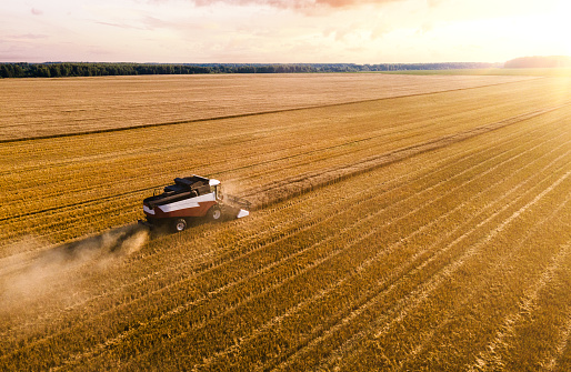 Harvesting season. Combine harvesting wheat at sunset