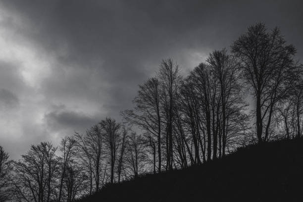 Misty spooky forest in the evening