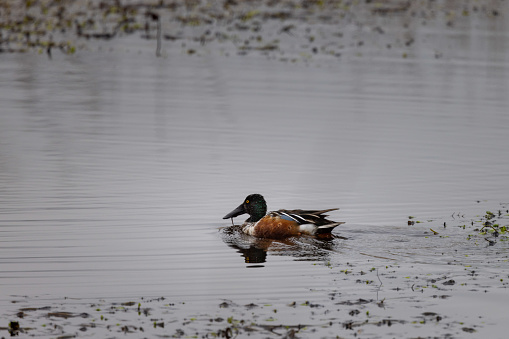 Teal on a lake at Gosforth Park Nature Reserve.