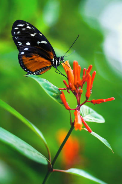 istock Beautiful butterfly on a pink flower 1413490941