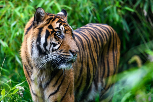 istock Close-up of Sumatran tiger 1413490971