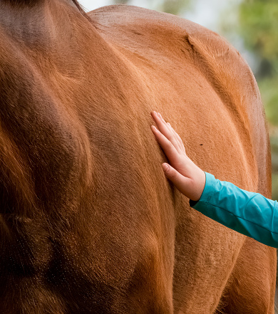 Little girl looking at horse at the barn
