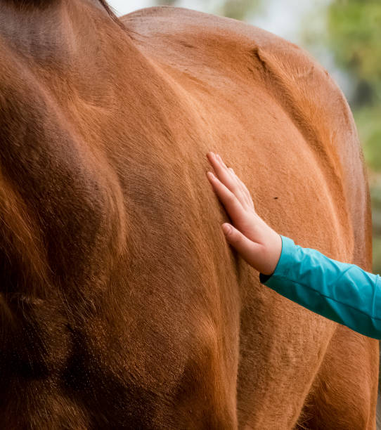 Girl petting a brown horse. stock photo