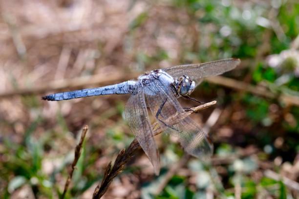 istock Orthetrum brunneum 1413491236