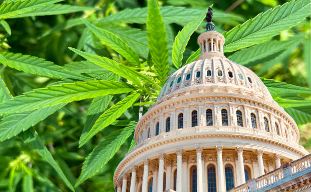 Legalization of Marijuana American Politics and Policy - Legalize Marijuana legalization stock pictures, royalty-free photos & images
