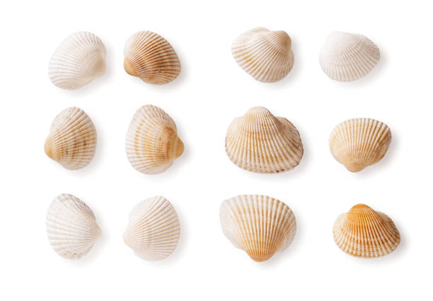 istock Set of common cockle shells isolated on a white background. Empty shells of Black sea Cerastoderma edule cutout. Marine bivalve mollusc multicolored shells macro. Saltwater shellfish, clams. 1413492576