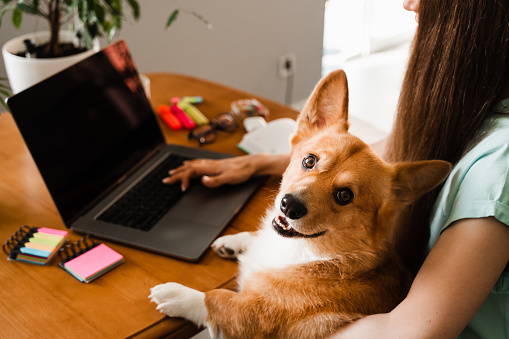 Business woman with Corgi dog working online on laptop and typing text to colleagues. Teamwork with Welsh Corgi Pembroke at home. Close-up photo of typing text on laptop