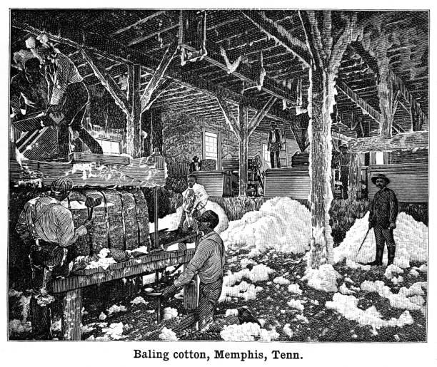 Baling cotton, Memphis engraving black and white 1898 Engraving black and white - Advance Geography Redway and Hinman - Ohio Ed 1898 cotton mill stock illustrations