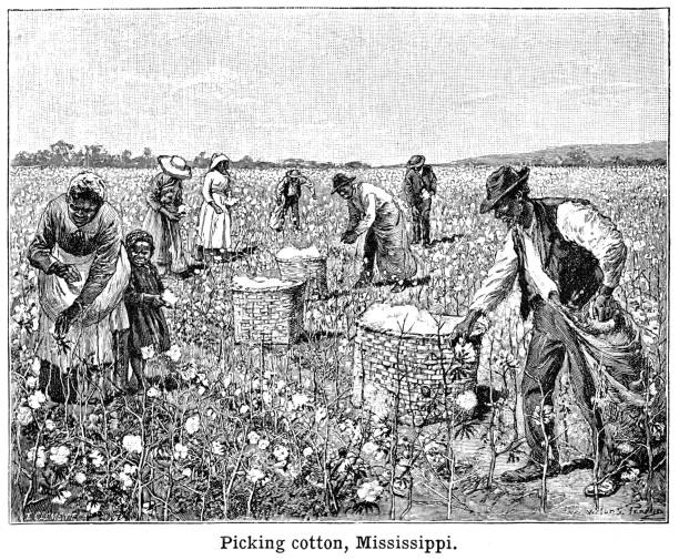 istock Picking cotton, Mississippi - engraving black and white 1898 1413493639