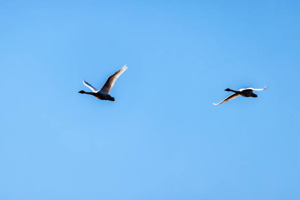 Tundra Swans flying in the sky