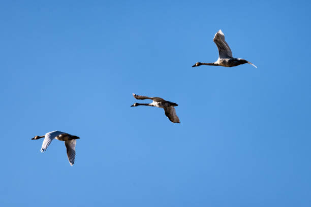 istock Tundra Swan 1413494627