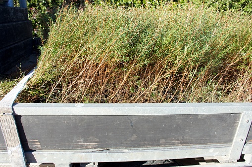 A close-up full frame of Manuka (Leptospermum Scoparium) seedlings ready to plant in seedling trays loaded in the deck of a utility vehicle.