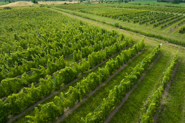 istock Aerial view of a vineyard 1413495542