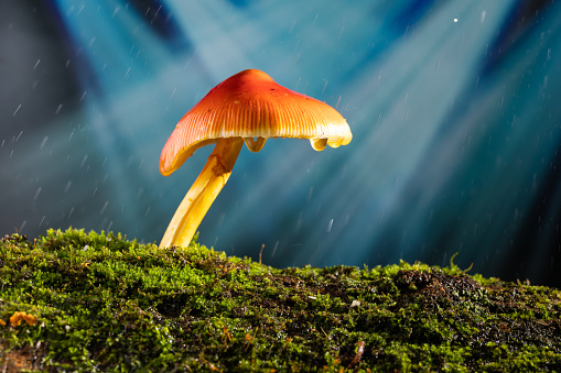 A close-up of a bright red and orange mushroom growing on a mossy log dripping water.