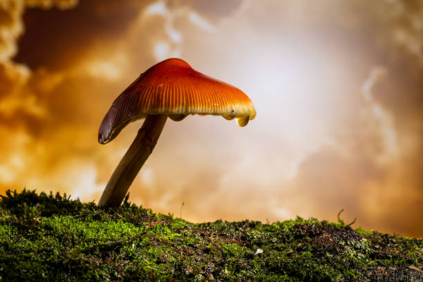 A close-up of a bright red and orange mushroom growing on a mossy log dripping water. Dramatic cloudy backlit sky behind.