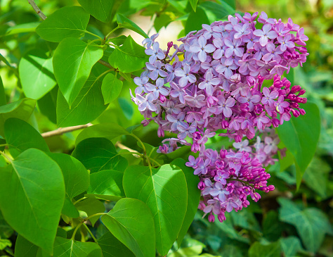 A purple lilac blooms on a bush on Cape Cod on a warm springtime morning.