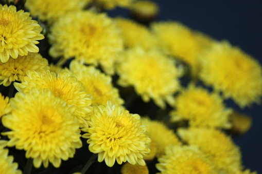 Yellow Chrysanthemum Flower in bloom.