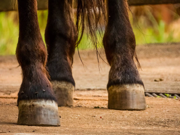 Brown horse hooves, coronet and fetlock. stock photo