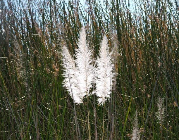istock Pampas Grass Against A Blue Lake 1413500017
