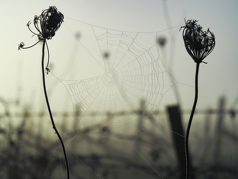 Spider web on a foggy morning covered in dew spun between rusty old machine parts