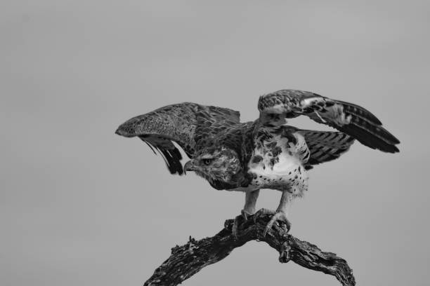 black and white image of a Martial Eagle sitting on a large branch with wings spread as it prepares to fly