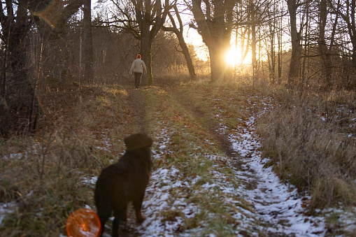 Mature woman and her Zennenhund dog are hiking in the forest in late fall, walking on the country road.